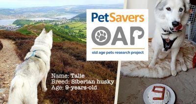 Senior dog owners wanted for Old Age Pets project